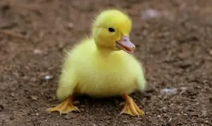 AuDHD kvinder