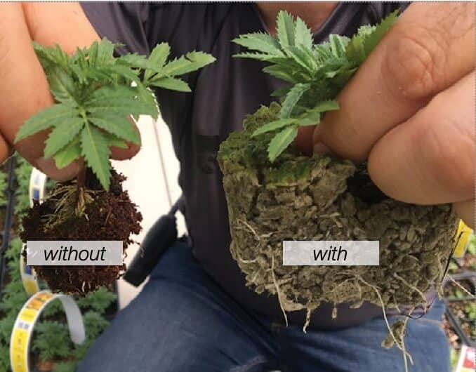 Groei plantjes met en zonder grondverbeteraar