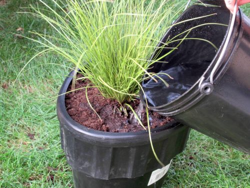 Groei plantjes stimuleren Groei plantjes stimuleren