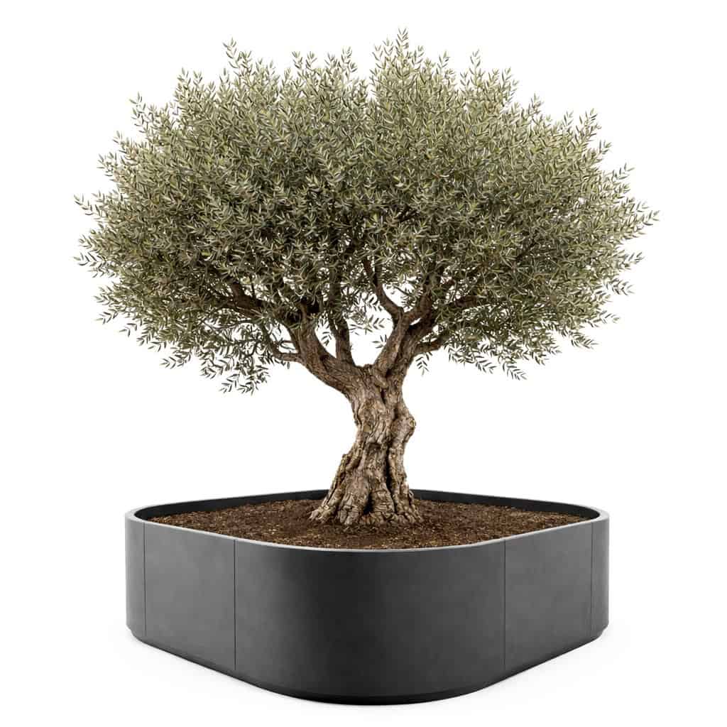 Klassevolle plantenbak met afgeronde hoeken zet olijfboom in de spotlights
