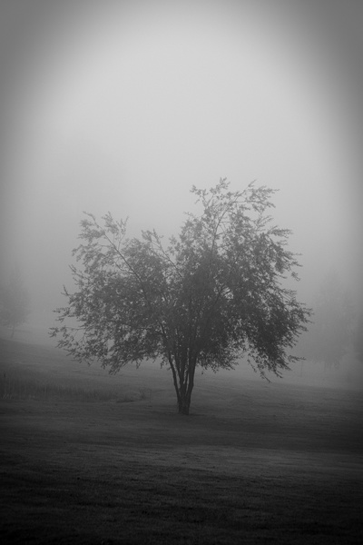 Baum im Nebel