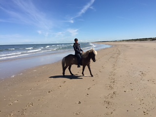 Pferd am strand von tversted
