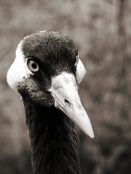 Portrait eines Vogels