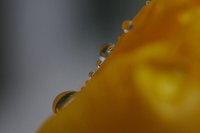 Winzige Regentropfen an einer Tulpe. Zwischenringe