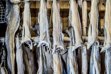 Trockenfisch auf Stativ Lofoten, norwegische Küche