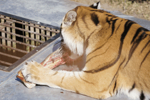 Tiger beim Fressen Tierpark kolmården