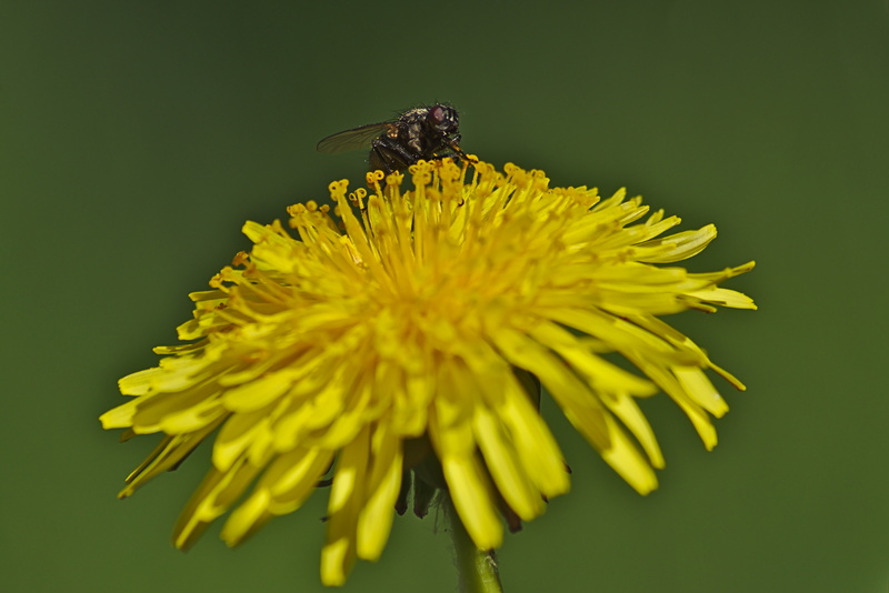 Fliege auf Löwenzahn
