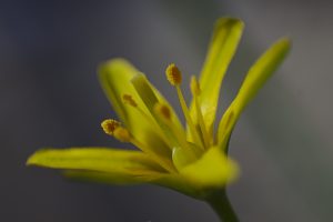 Makroaufnahme gelbe Blume jahresrückblick 2018