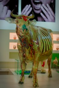 Gläserne Kuh Hygiene Museum Dresden