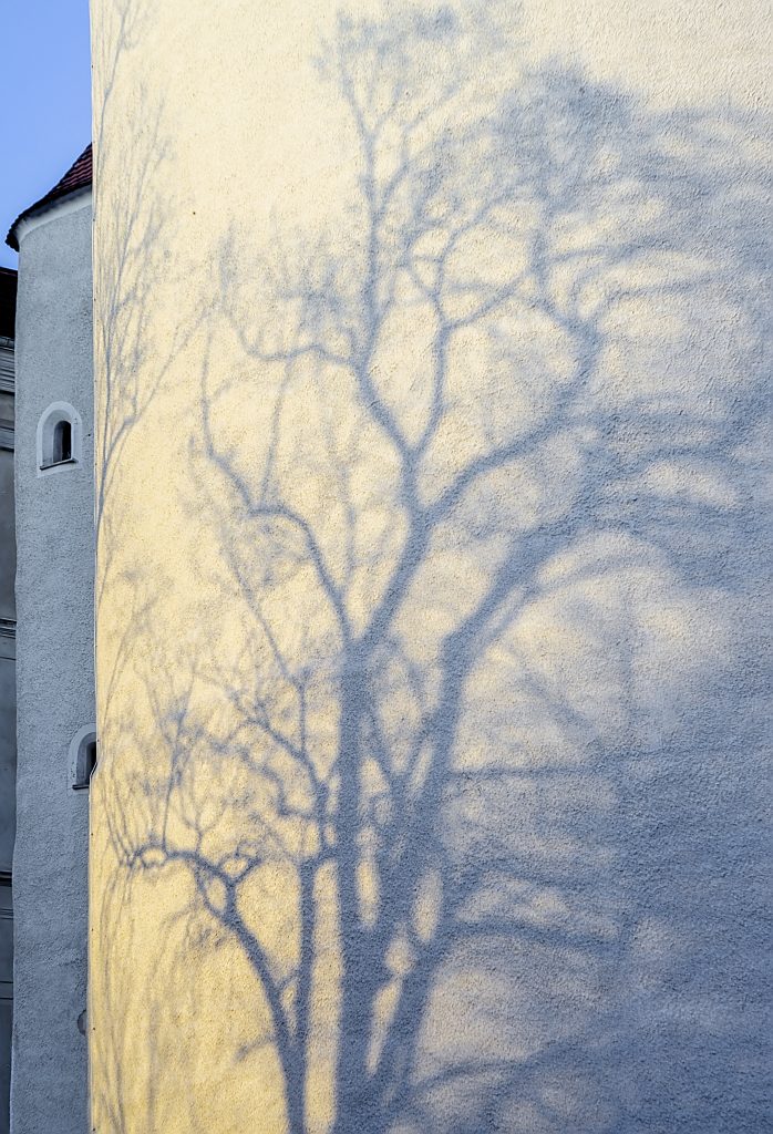 Schatten eines Baumes an einer Hauswand
