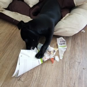 Hund zerreisst Papier Interrail in Polen