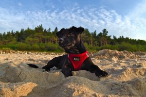 Hund am Strand Ostsee Interrrail durch Polen