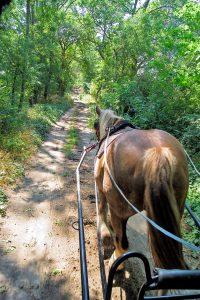 Pferd vorKutsche Waldweg Uckermark, Tagestour mit Planwagen