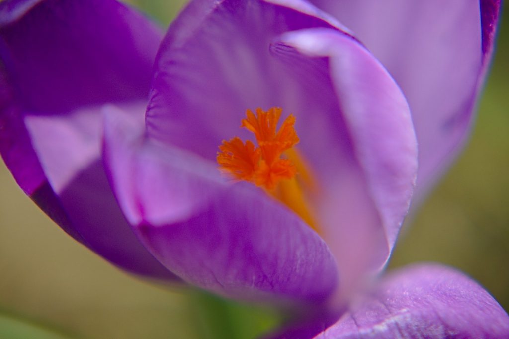 Frühling Blume