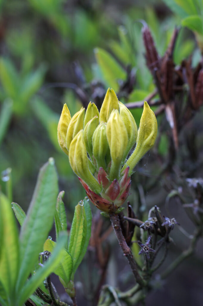 eine gelbe Blüte