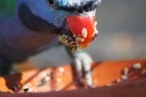 Ein Exotischer Vogel beim Fressen. Ihm kleben viele Körner am Schnabel
