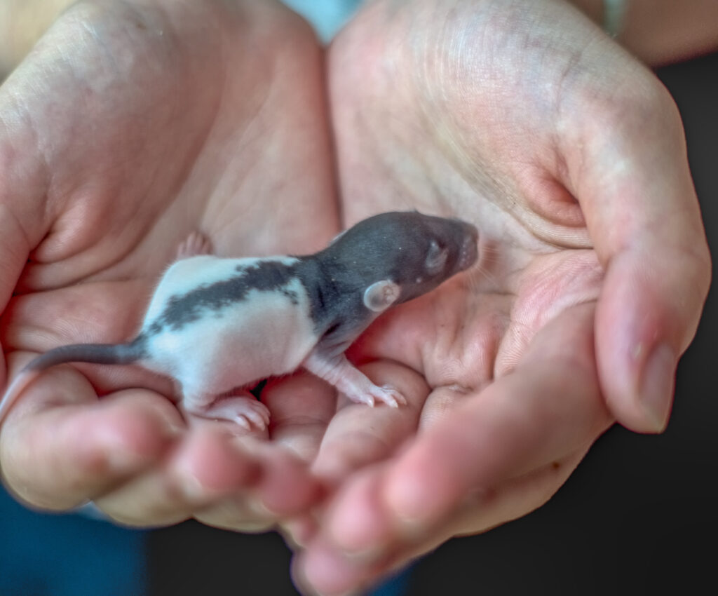 Babyratte auf zwei Händen getragen