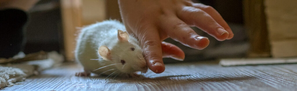 Weiße Ratte leckt an Zeigefinger