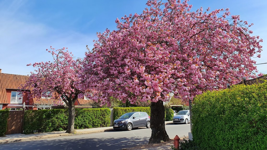 Se de blomstrende kirsebærtræer i Odense