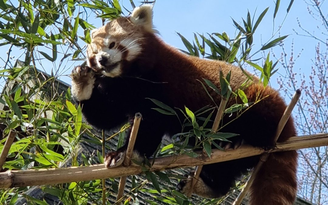 Nyd sommeren i Odense ZOO