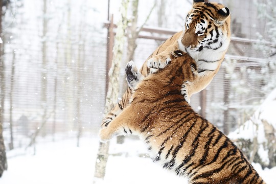 Odense ZOO giver over 150.000 kr. til vilde tigre