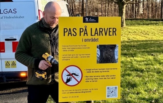 Larven fra helvede begynder at klække i Odense – nu skal den væk