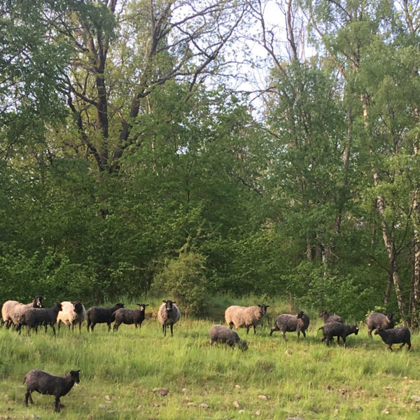 Några av fåren som du möter på vår lammsafari