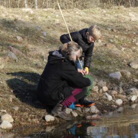 Salamanderspaning på Mittlandsgården, foto: Caroline Kindblom Landtmanson, Ölandsguide