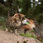 Natures Protection Cat Kitten Beef and Turkey Hearts 400 g - Bild 2