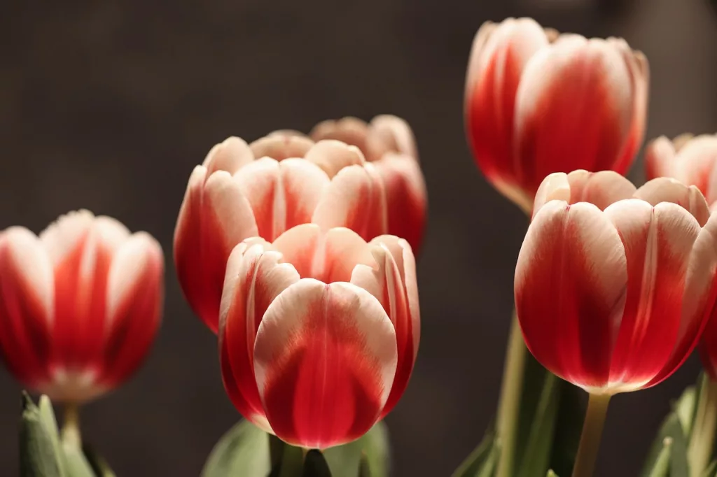 tulip flowers, tulips, half closed