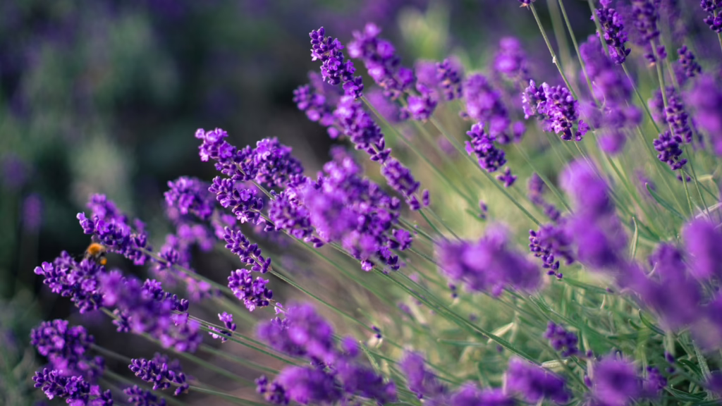 Hoe creëer je een budgetvriendelijke tuin? 4 tips voor een bloeiende oase 5 budgetvriendelijke tuin budgetvriendelijke bloemen