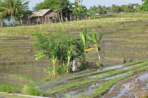 Bali2007_0033