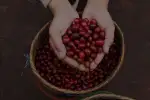 Ethiopië Limu * Specialty coffee - Afbeelding 5