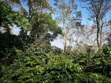 Thailand Beanspire * Specialty coffee - Afbeelding 10