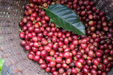 Thailand Beanspire * Specialty coffee - Afbeelding 6