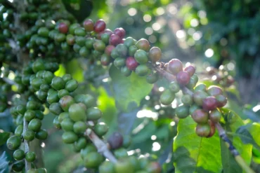 Thailand Beanspire * Specialty coffee - Afbeelding 4