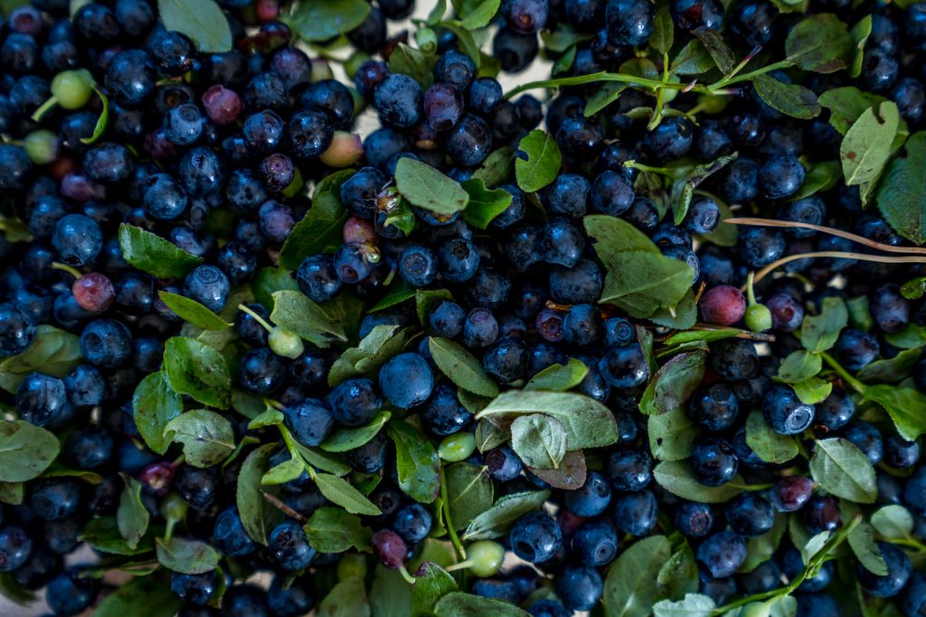 Plocka blåbär som är intensivt blå Villa MöllerKirchsteiger