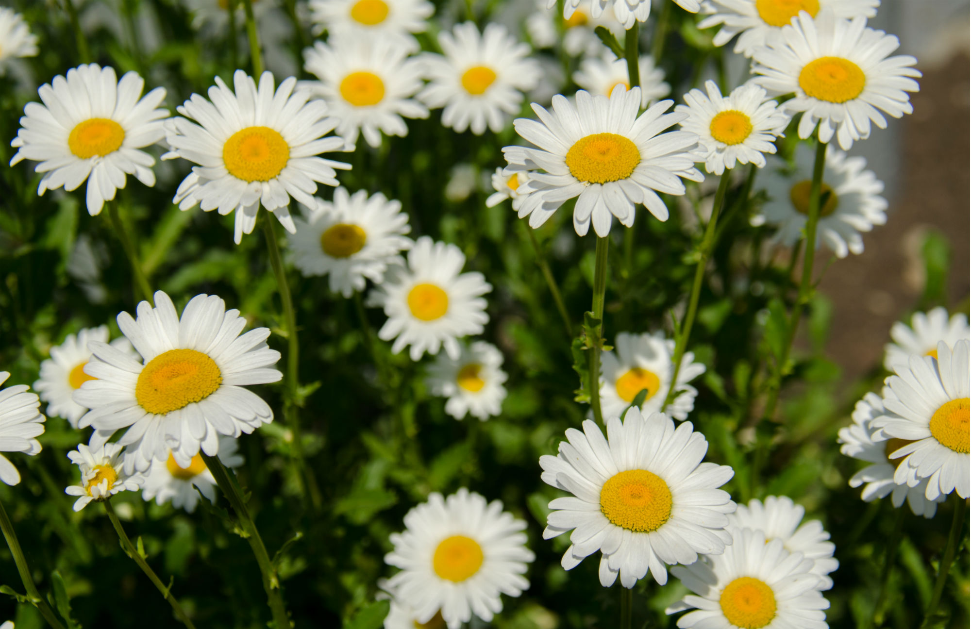 Midsommar på Tången