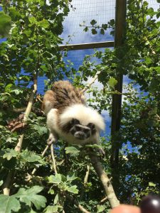 Paryk Tamarin i www.monkeyworld.dk