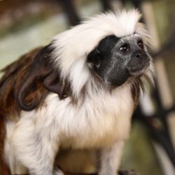 Paryk Tamarin i www.monkeyworld.dk