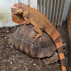 Afrikansk Sporeskildpadde med leguan