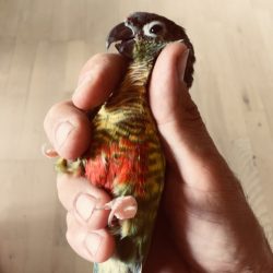 Gulsidet Conure