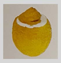 Frutto Limone