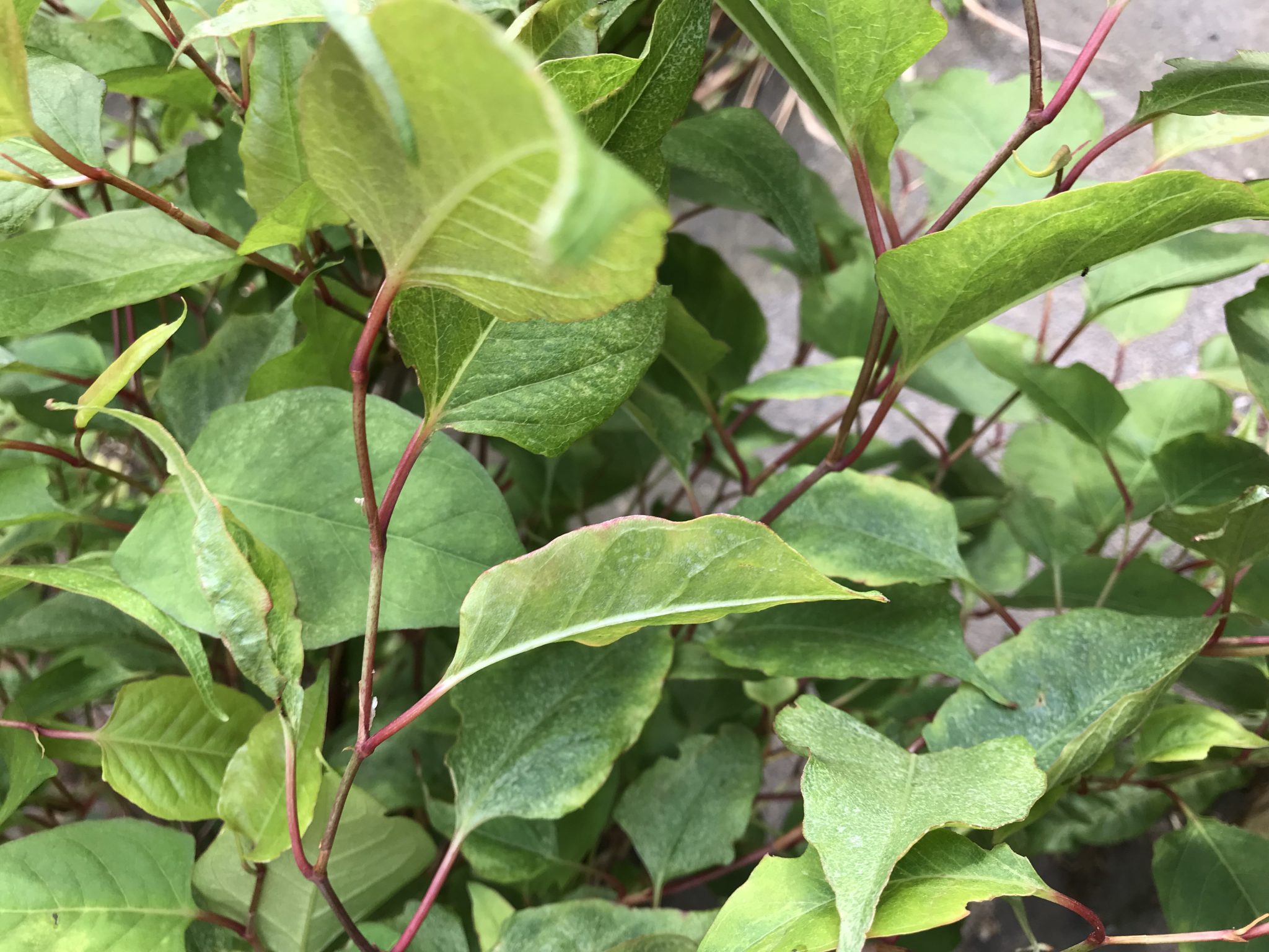 Japanese Knotweed