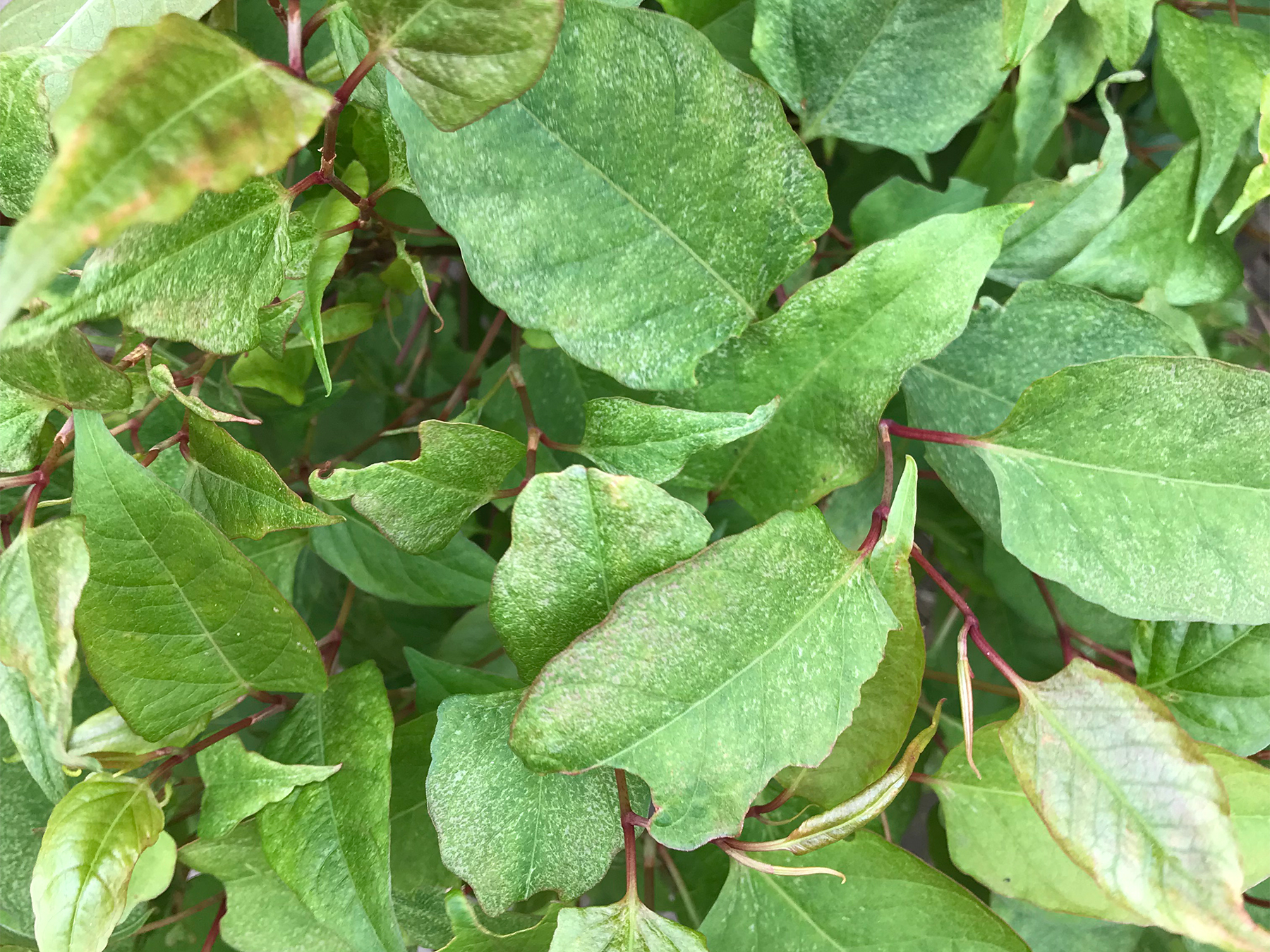 Knotweed Treatment