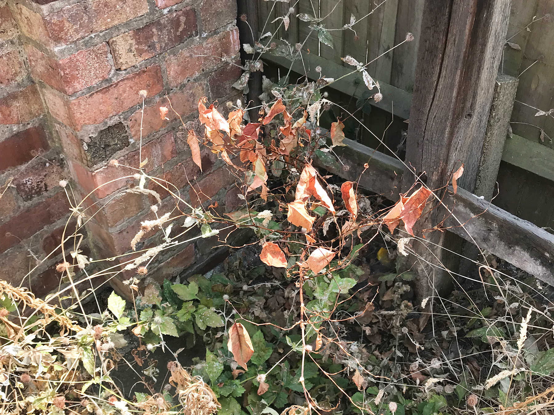 Knotweed Treatment