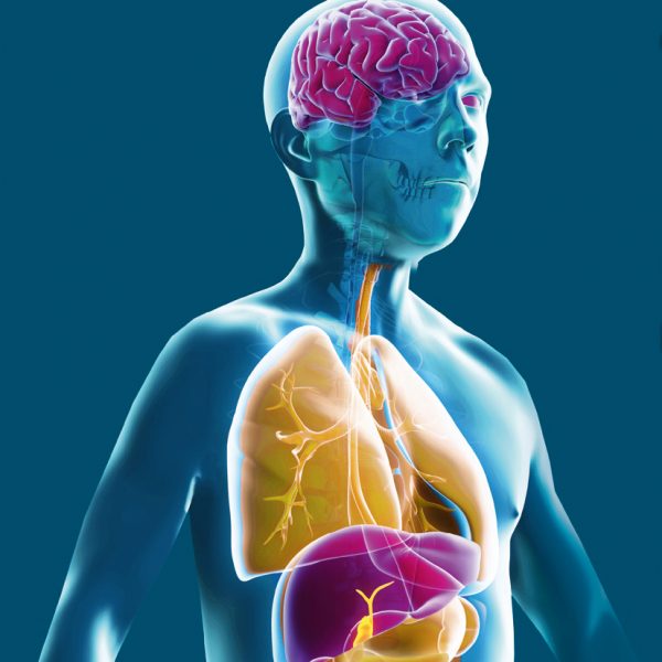 Anatomische Darstellung des menschlichen Oberkörpers mit Kopf, Lunge, Darm, Magen sowie mit Fokus auf Gehirn, Leber, relevant für die Erkrankung Morbus Wilson.
