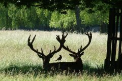 1st Prize - Deer, Bushey Park, Mike C