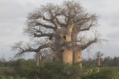 Highly-Commended-Baobabs-Sandra-H-scaled