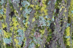 E-1st-place-Lichens-on-Bark-Barbara-L